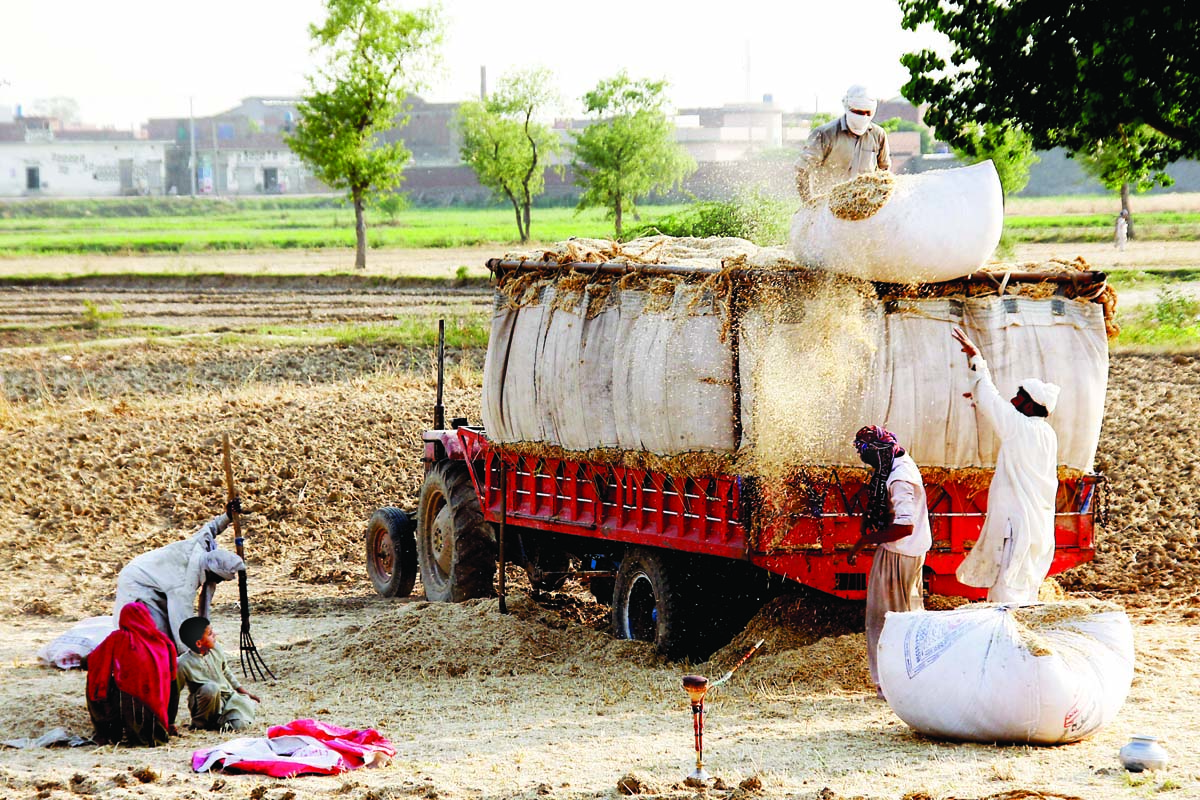 in may 2013 passco drove a campaign to buy wheat at official market prices and deprived both farmers and traders of their right to sell and hold surplus quantity in the hope of making more money in future photo abid nawaz express file