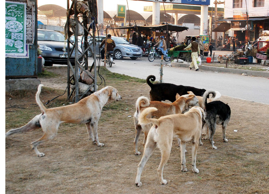 a resident of dhoke syedansaid that the stray dogs usually roam in packs and became violent when they come across pedestrians especially at night photo express file