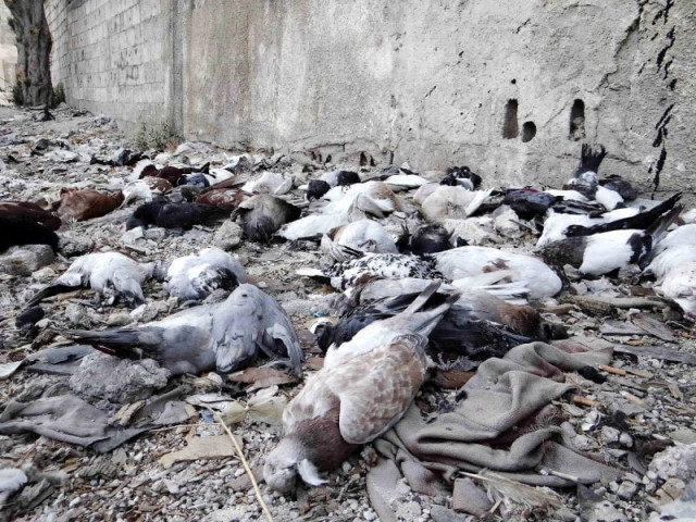 dead pigeons lie on the ground after an alleged chemical weapons attack photo reuters dead pigeons lie on the ground after an alleged chemical weapons attack photo reuters