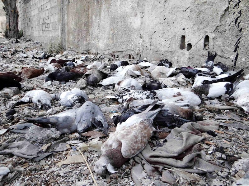 dead pigeons lie on the ground after an alleged chemical weapons attack photo reuters