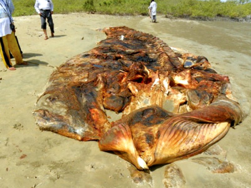 the bryde s whale was found last tuesday by fishermen of village damb but by sunday only its carcass was left photo courtesy wwf pakistan