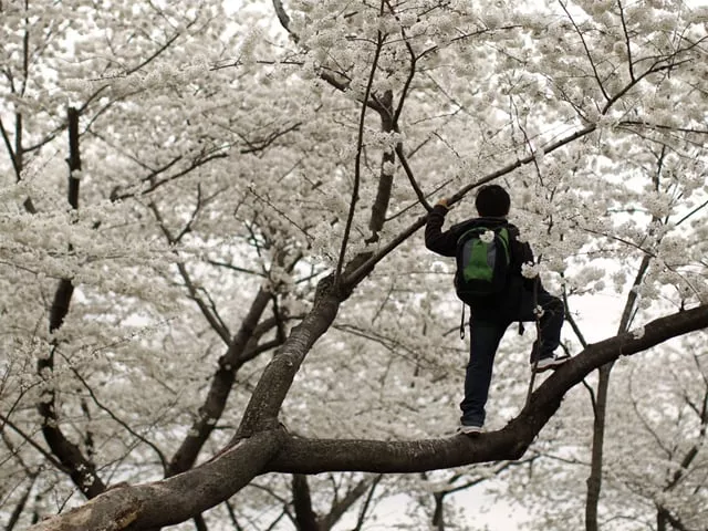 his work paid off and the trees broke through up sprung the cherry blossoms the land aglow and anew photo reuters his work paid off and the trees broke through up sprung the cherry blossoms the land aglow and anew photo reuters