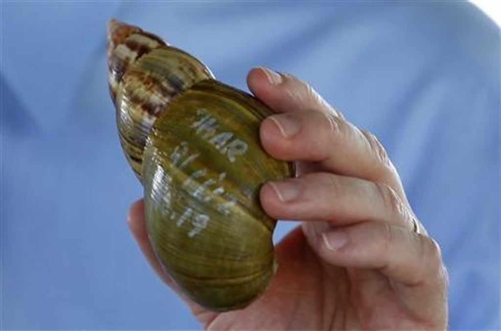 florida commissioner of agriculture adam putnam holds a shell as he speaks at a news conference about successes in attempts to eradicate the giant african land snail in miami florida photo reuters