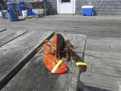shell shocked maine lobsterman finds two tone crustacean shell shocked maine lobsterman finds two tone crustacean