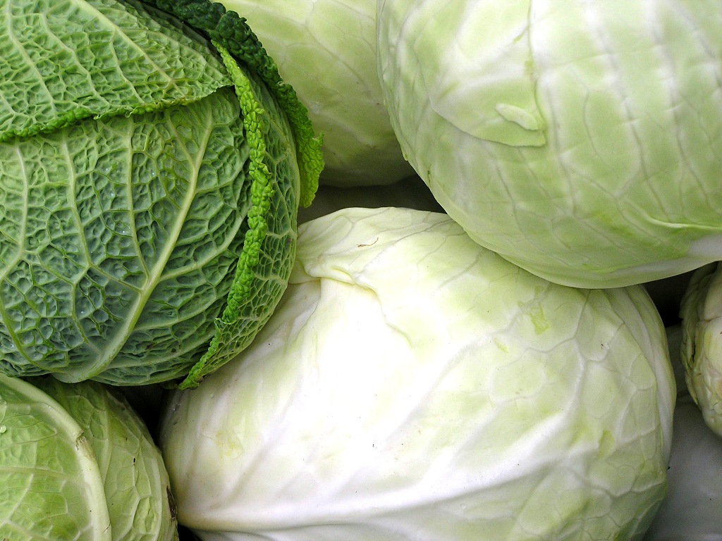 the boy submitted a 92 3 pound cabbage specimen named quot bob quot to officials at the state fair photo file