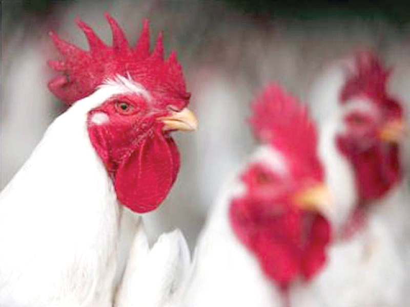 taxes 17 and 30 the sales tax and duty respectively being paid by poultry processors on import of inputs photo file