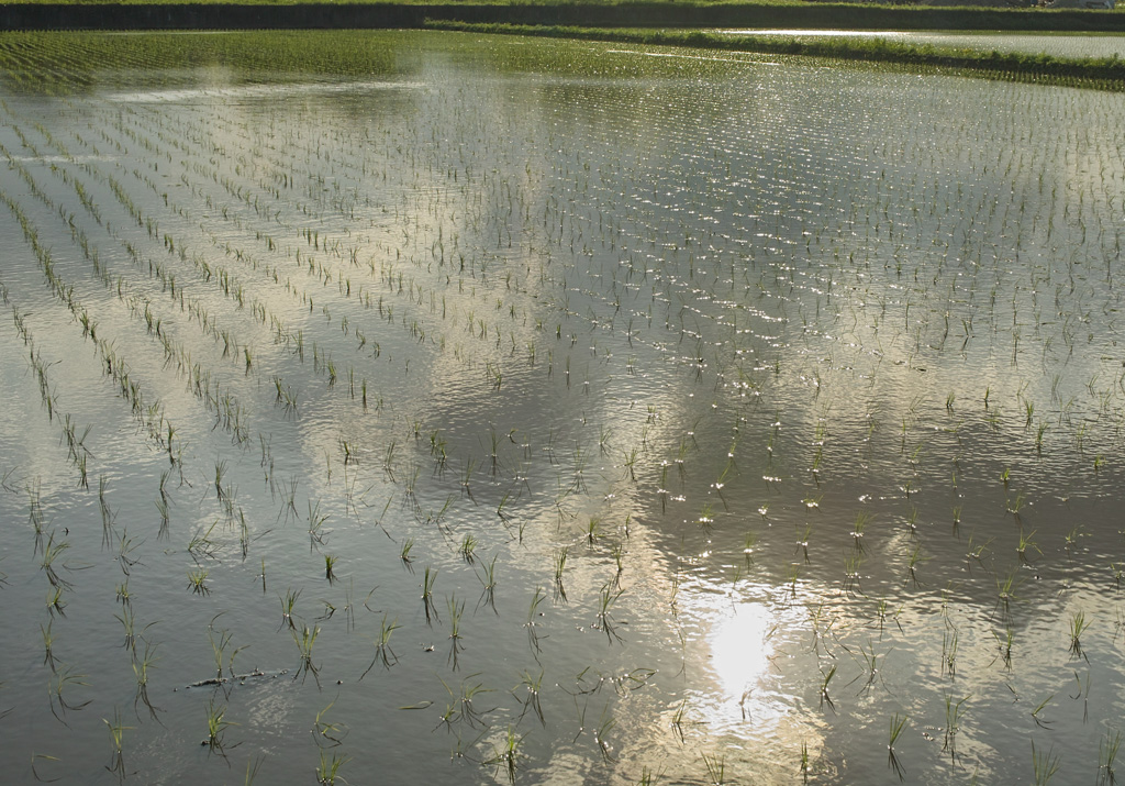 the crop loss would result in an artificial price hike which would hurt rice exports photo file