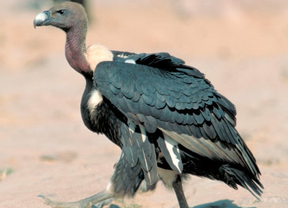wwf project preserving endangered vulture species wwf project preserving endangered vulture species