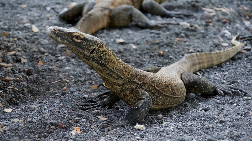 Gang Chudai Porn Videos Youtube - Four men 'gang-rape, kill and eat' monitor lizard in India