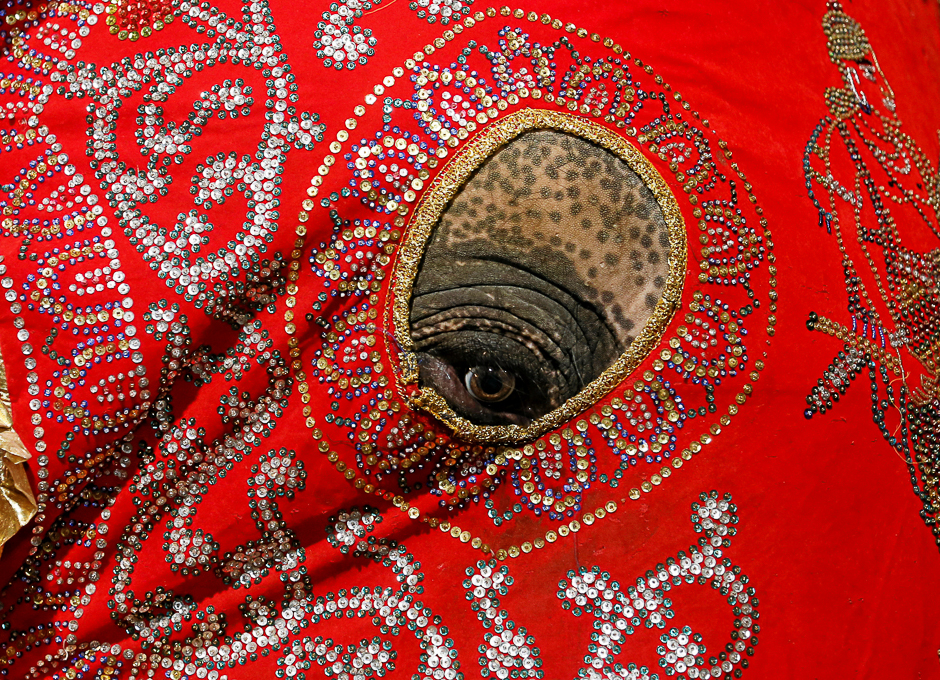 Sri Lankan traditional dancers perform during the annual Nawam Perahera (street pageant) in Colombo. PHOTO: REUTERS