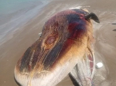 dead whale washes ashore on ormara beach