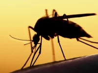 22 new dengue cases in rawalpindi 22 new dengue cases in rawalpindi
