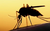 22 new dengue cases in rawalpindi 22 new dengue cases in rawalpindi