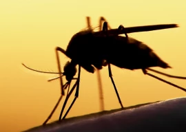 22 new dengue cases in rawalpindi 22 new dengue cases in rawalpindi