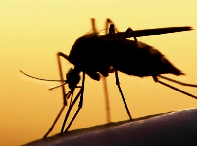 22 new dengue cases in rawalpindi 22 new dengue cases in rawalpindi