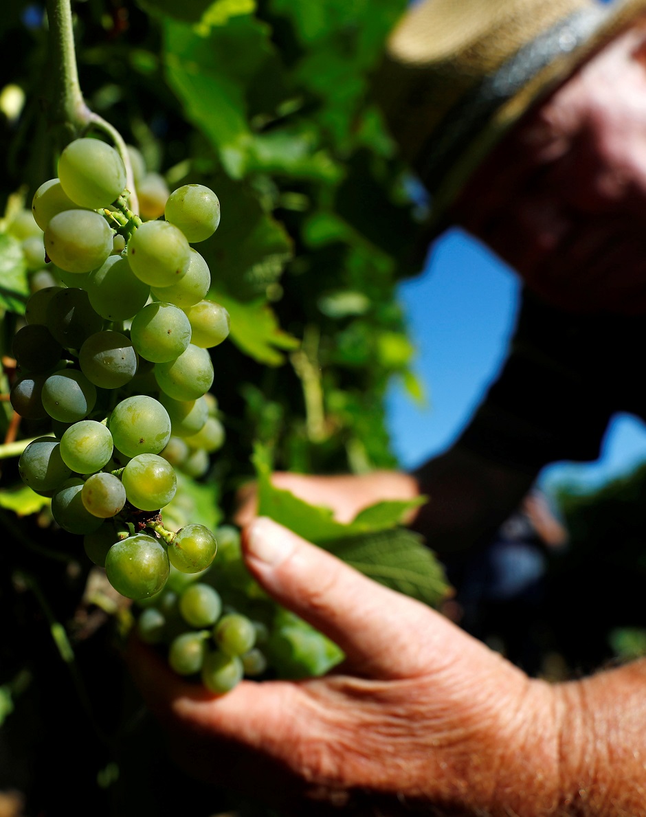 Worker Pius Bick harvests 