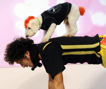 shanghai passes one dog law