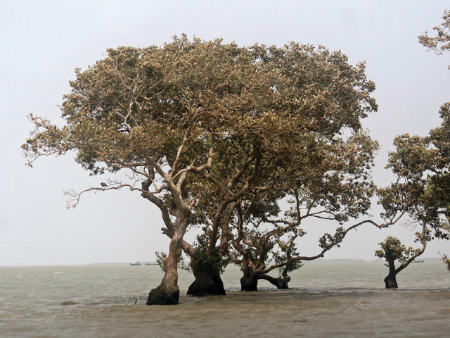 the court was told by the petitioner that the mangroves in kakapir village keamari town were being cut down illegally in violation of the national and international laws photo file the court was told by the petitioner that the mangroves in kakapir village keamari town were being cut down illegally in violation of the national and international laws photo file