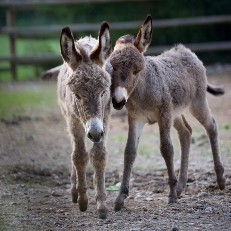 the thieves had modified a pick up truck with stalls so they could nab up to 10 donkeys at a time the thieves had modified a pick up truck with stalls so they could nab up to 10 donkeys at a time