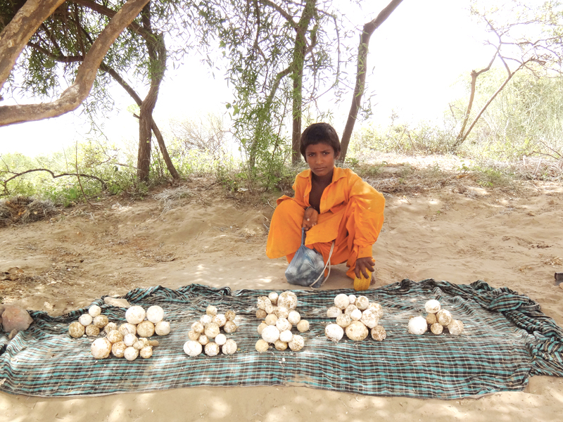 mushrooms being sold in tharparkar and in mithi photo by sajid bajeer and khalid kumbhar