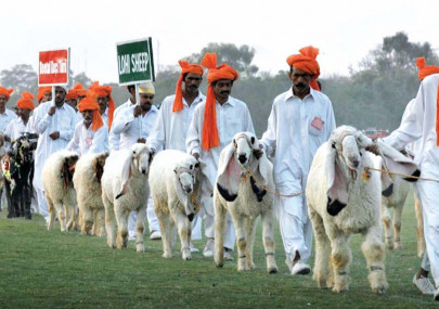 arrangements preparations underway for cattle market