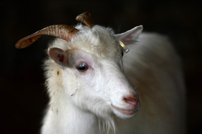 halal slaughter ban invalid under eu law polish muslims