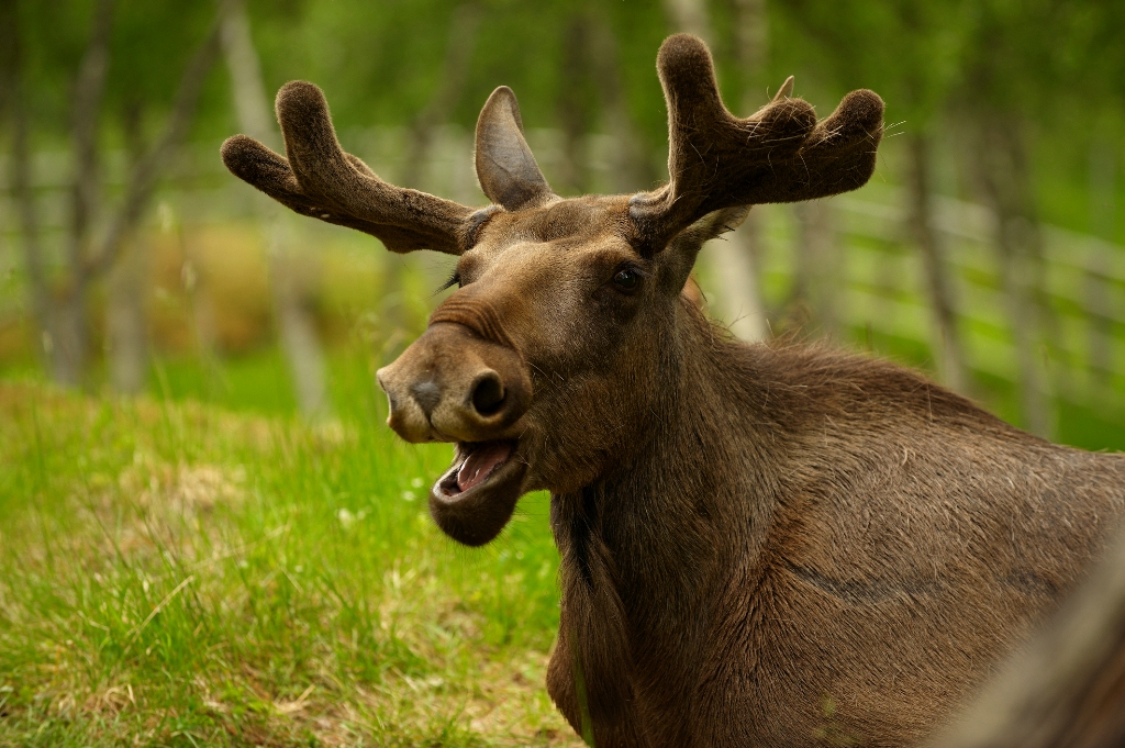 angry moose vandalises norwegian school photo file