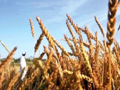passco seeks more credit than wheat cost
