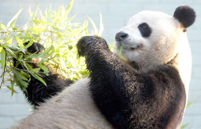 punch up over giant pandas divides belgium