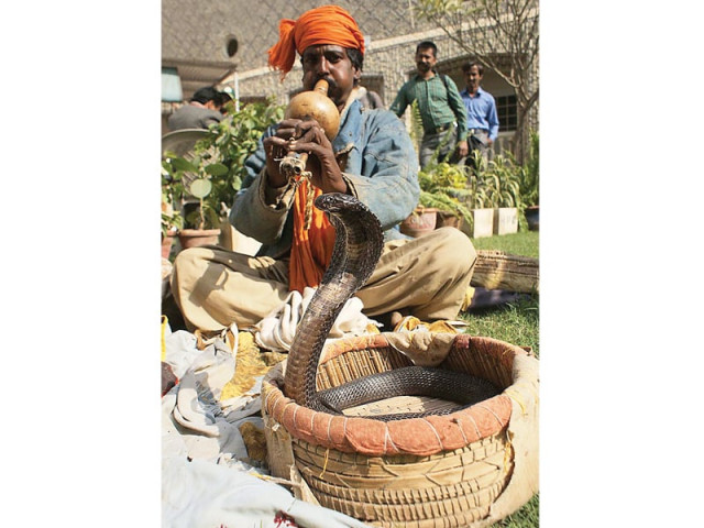 snakebite cases are reported as the old tradition of snakes dance remain prevalent in the subcontinent a snake charmer is seen directing a snake dance through music in hyderabad photo online snakebite cases are reported as the old tradition of snakes dance remain prevalent in the subcontinent a snake charmer is seen directing a snake dance through music in hyderabad photo online