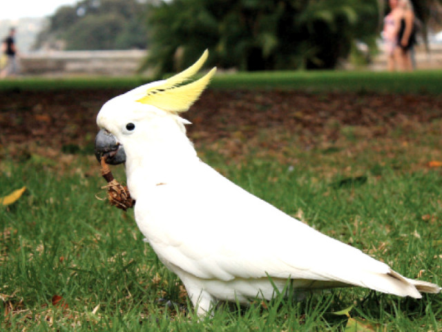 a cockatoo parrot photo file a cockatoo parrot photo file