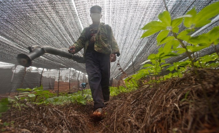 according to the ngo around 220 000 people die worldwide annually as a result of pesticide poisoning photo afp