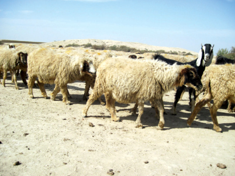 residents say their cattle are dying because of water shortage