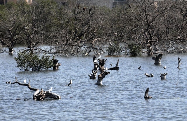 pakistan s depleted mangrove cover improving rapidly