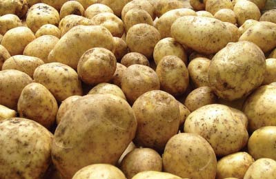 nowshera and peshawar division are among the largest producers of potatoes in the province photo file