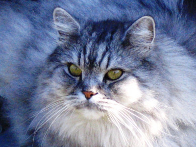 iran plans to launch a persian cat into space