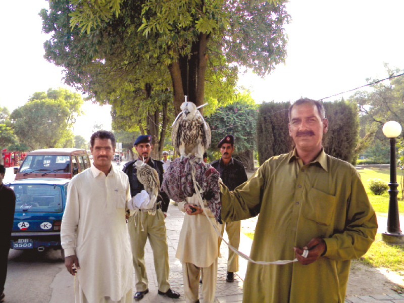 the falcons are in great demand in the gulf countries photo the express tribune file