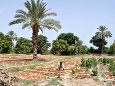 horticulture salu holds training programme for date palm farmers