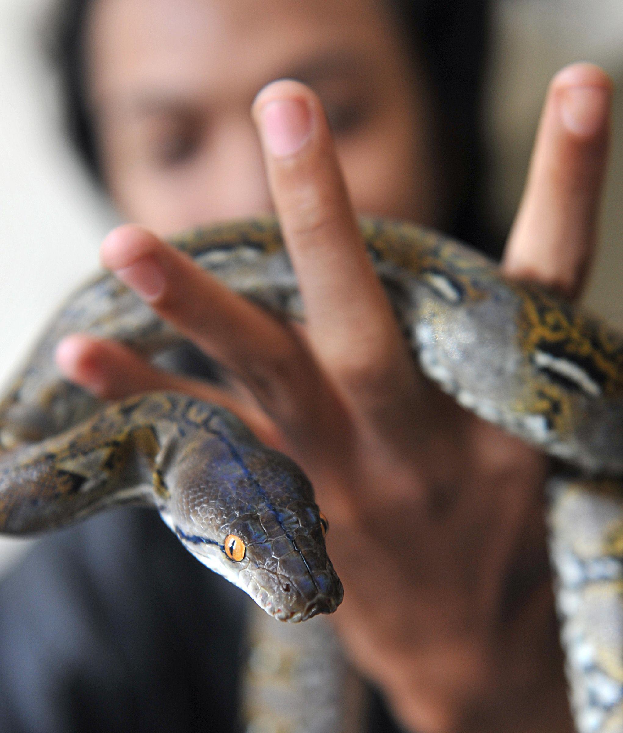 there were two illegal 6 foot long burmese pythons as well photo afp file