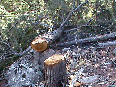 timber smuggling deforestation continues unchecked in diamer valley
