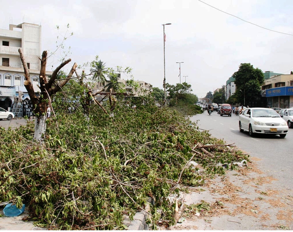 trees on ma jinnah road chopped down photo online