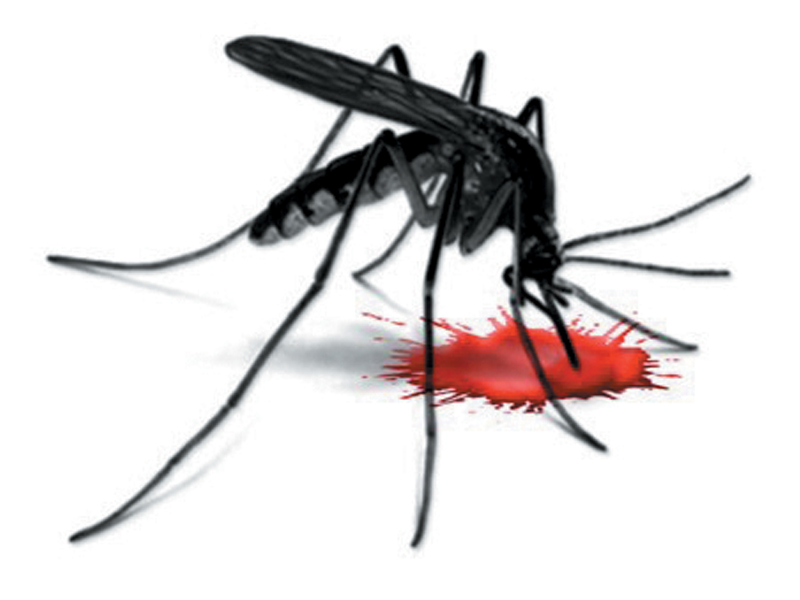according to unofficial records the death toll from dengue fever has now reached 33 photo file