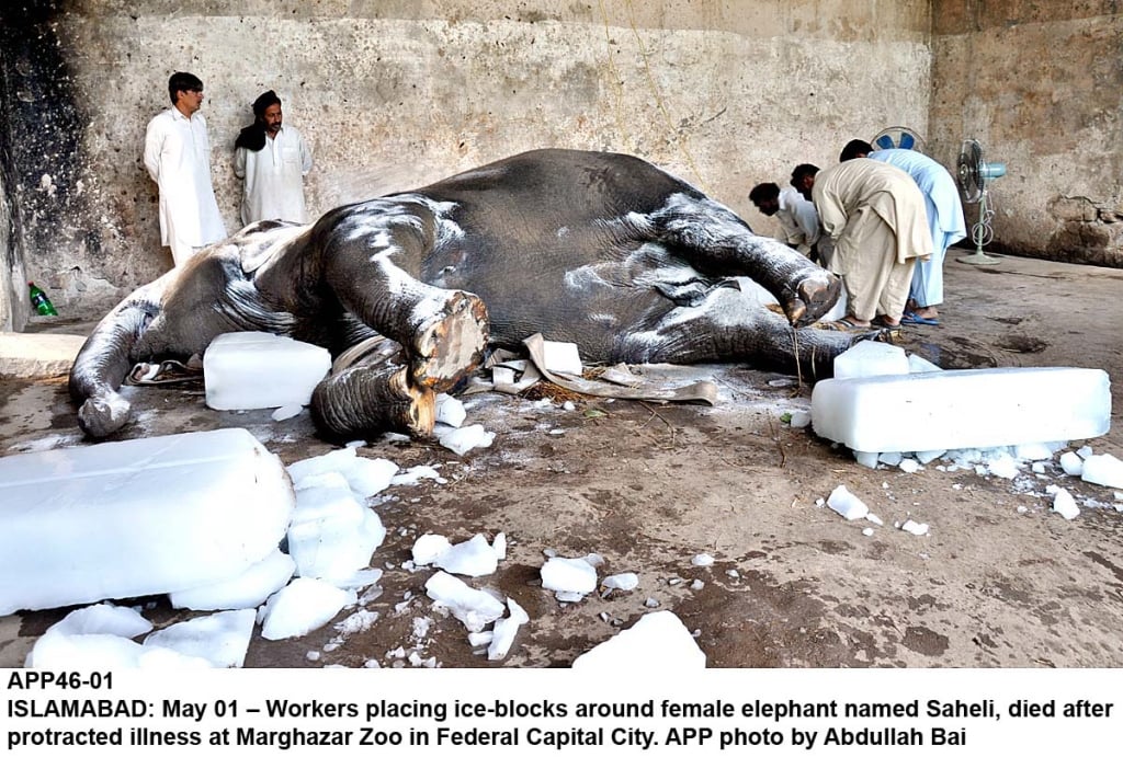 workers placing ice blocks around female elephant named saheli died after protracted illness at marghazar zoo in federal capital city on may 1 photo app