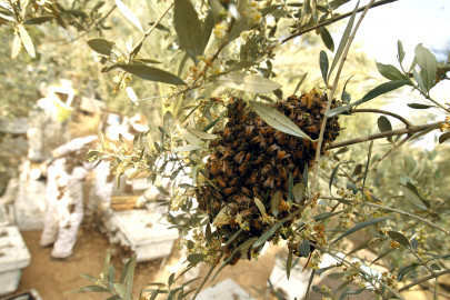 bee attack leaves three dead in haripur village bee attack leaves three dead in haripur village