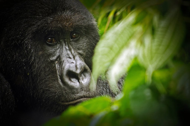 patrick a 430 pound western lowland gorilla will be moving to the riverbanks zoo and gardens in columbia photo file patrick a 430 pound western lowland gorilla will be moving to the riverbanks zoo and gardens in columbia photo file