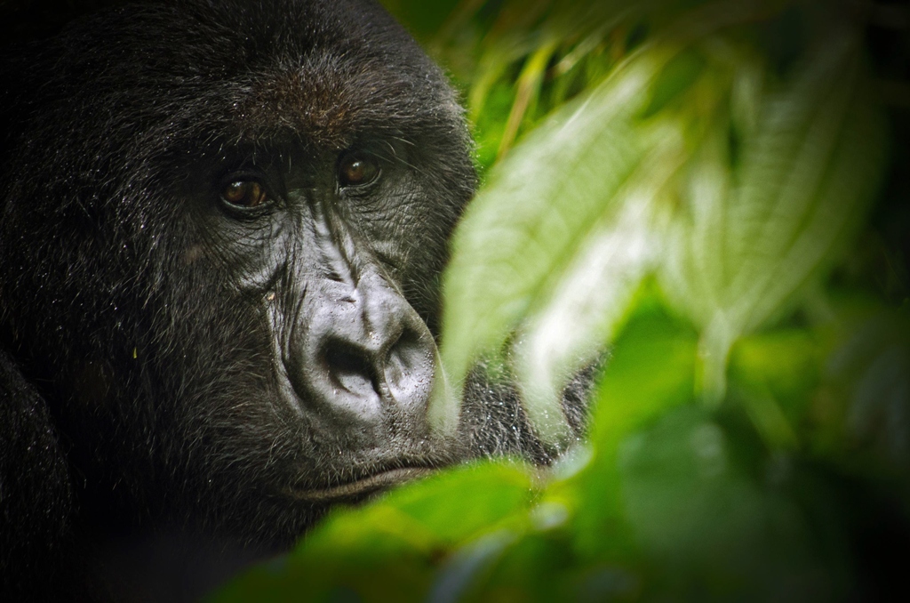 patrick a 430 pound western lowland gorilla will be moving to the riverbanks zoo and gardens in columbia photo file