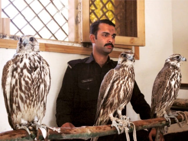 the action taken by the k p wildlife department should act as an example for other authorities engaged in wildlife protection in any capacity photo file the action taken by the k p wildlife department should act as an example for other authorities engaged in wildlife protection in any capacity photo file