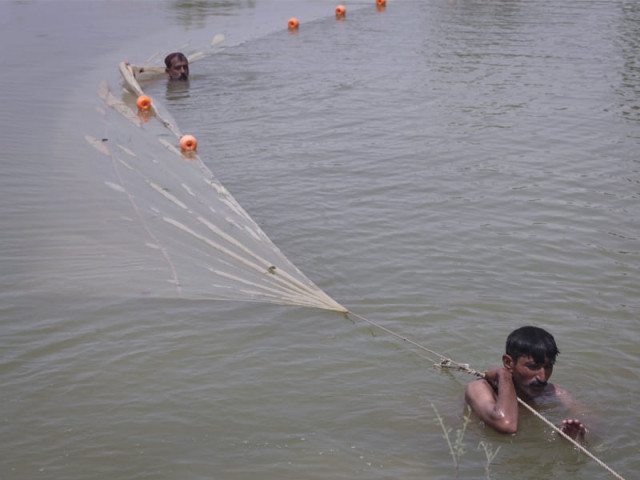 fishermen use a net to catch small fish from stranded waters which they sell to fish farms in the village of machi bundo near sukkur even though the government has passed a law against it influentials continue to hold inland fishing sources photo file fishermen use a net to catch small fish from stranded waters which they sell to fish farms in the village of machi bundo near sukkur even though the government has passed a law against it influentials continue to hold inland fishing sources photo file