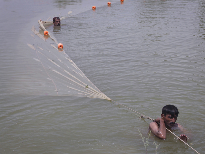fishermen use a net to catch small fish from stranded waters which they sell to fish farms in the village of machi bundo near sukkur even though the government has passed a law against it influentials continue to hold inland fishing sources photo file