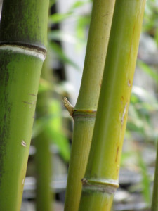 pakistan takes steps to boost bamboo production pakistan takes steps to boost bamboo production